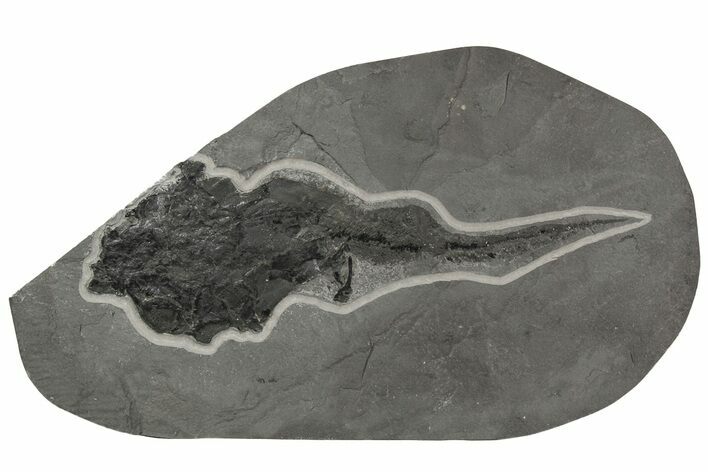 Devonian Armored Fish (Coccosteus) Fossil - Scotland #206850
